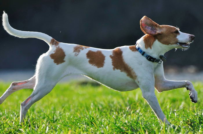 Американская гончая (American Foxhound)