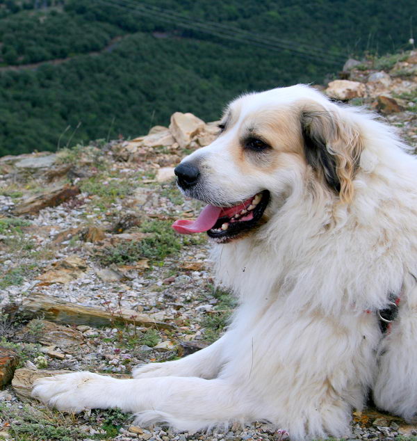 Аиди или атласская овчарка (Atlas Mountain Dog, Aidi)