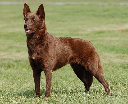 australian_kelpie_02.jpg