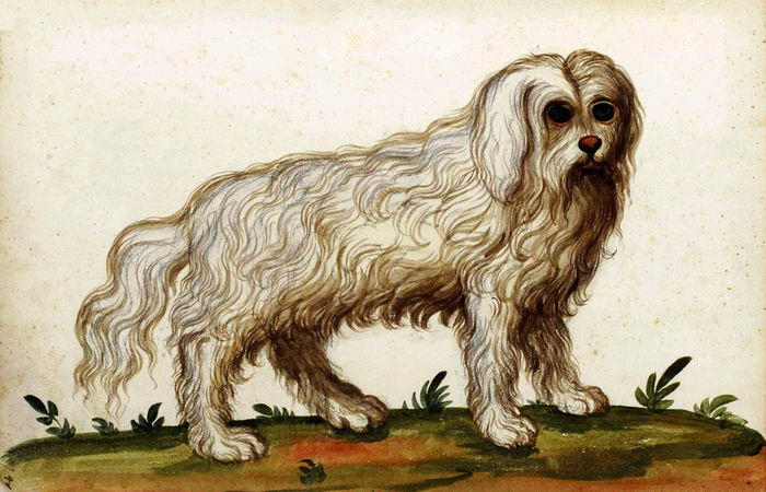 История происхождения собак породы болонез