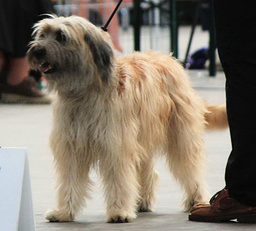 Каталонская овчарка (Catalonian Sheepdog)