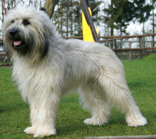 Каталонская овчарка (Catalonian Sheepdog)