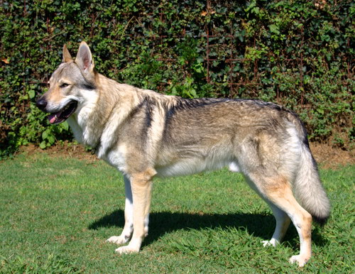 ЧЕХОСЛОВАЦКАЯ ВОЛЧЬЯ СОБАКА  Czechoslovakian_wolfdog_01