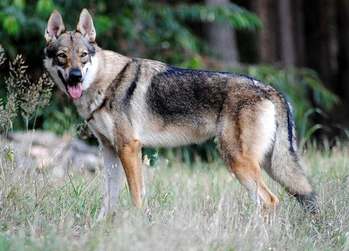 Чехословацкий волчак (Czechoslovakian wolfdog) - чехословацкая волчья собака