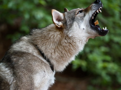 Чехословацкий волчак (Czechoslovakian wolfdog) - чехословацкая волчья собака