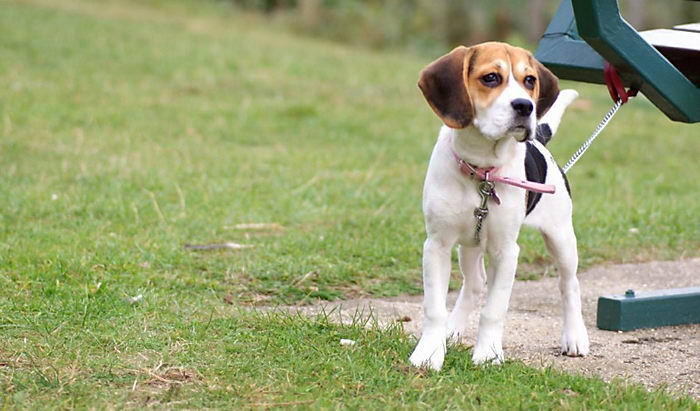 Лисья гончая (English Foxhound)