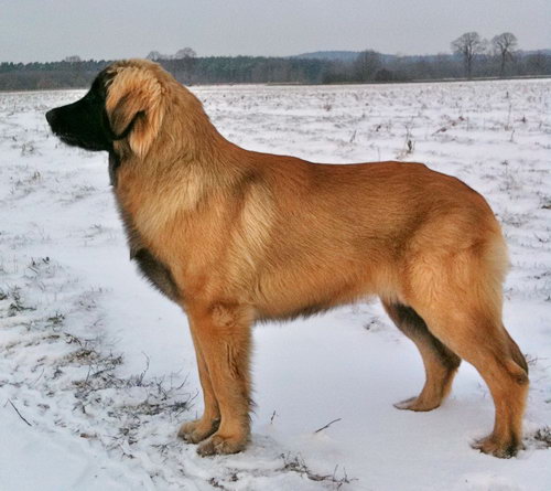 Леонбергер (Leonberger) - порода собак - описание