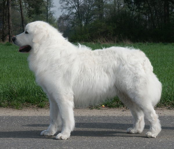 Польская подгалянская овчарка (Polish Mountain Sheepdog)