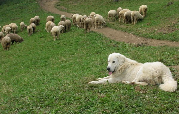 Польская подгалянская овчарка (Polish Mountain Sheepdog)