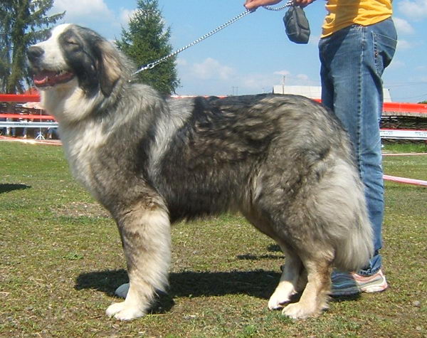 Румынская карпатская овчарка (Romanian Carpathian Sheepdog)
