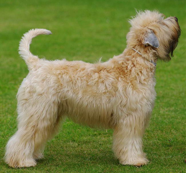 Ирландский мягкошерстный пшеничный терьер (Soft Coated Wheaten Terrier)