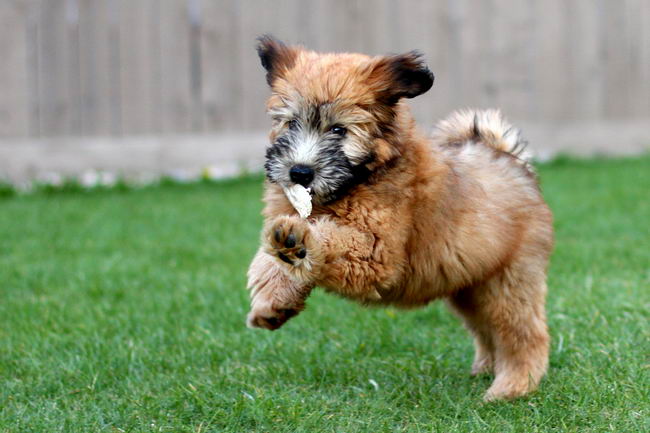 Ирландский мягкошерстный пшеничный терьер (Soft Coated Wheaten Terrier)