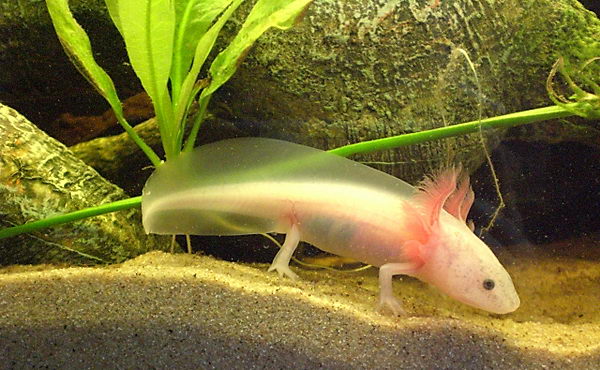 Аксолотль и амбистома Axolotl_02