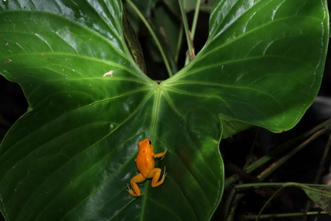 Ужасный листолаз (Phyllobates terribilis)