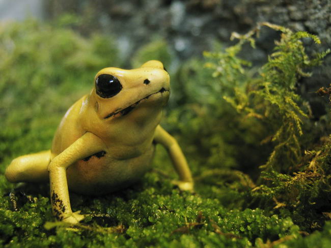 Ужасный листолаз (Phyllobates terribilis)