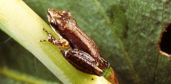 Litoria microbelos