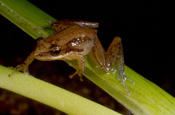 Litoria microbelos