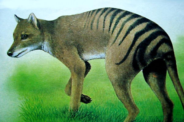 Тасманийский волк (Thylacinus cynocephalus)