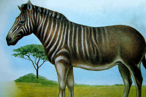 Зебры квагга (Equus quagga quagga)