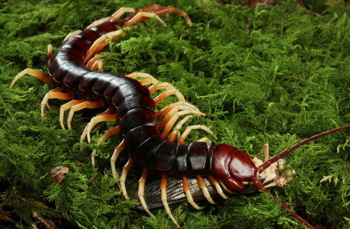 Гигантская сколопендра (Scolopendra gigantea)