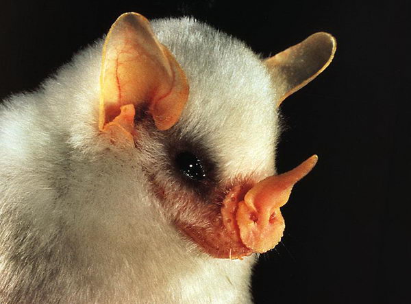 Белая летучая мышь (Ectophylla alba) White_bat_01