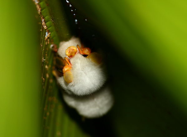 Белая летучая мышь (Ectophylla alba) White_bat_03