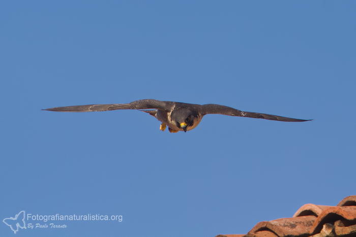 птица -  Сапсан (Falco peregrinus) – самая быстрая птица на планете Falco_peregrinus_05
