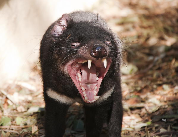 Тасманский дьявол, или сумчатый дьявол (Sarcophilus harrisii) Tasmanian_evil_04