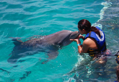 Дельфины очень доброжелательны к люядм.