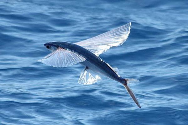 Летающие рыбы (Exocoetidae) Flying_fish_06