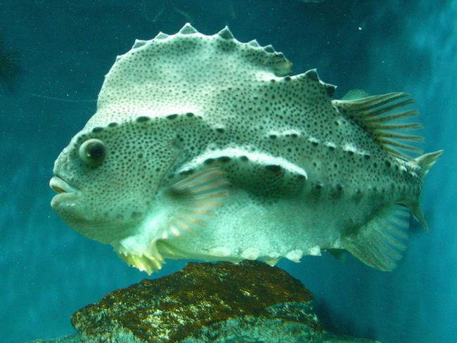 Рыба-воробей или пинагор (Cyclopterus lumpus) Cyclopterus_lumpus_02