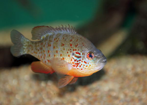 Солнечные рыбы или ушастые окуни (Centrarchidae) Lepomis_auritus_01
