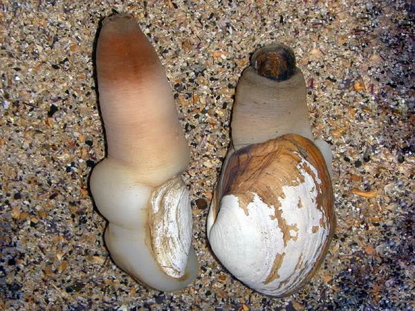 Гуидак (Panopea abrupta) Panopea_abrupta_geoduck_01