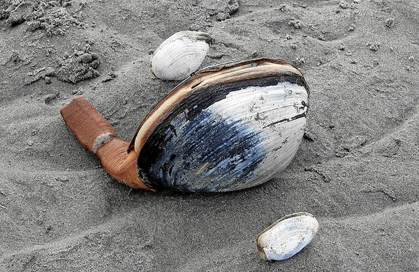 Гуидак (Panopea abrupta) Panopea_abrupta_geoduck_03