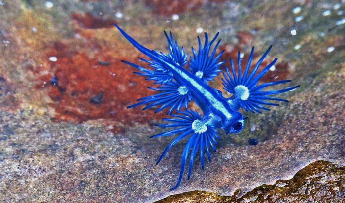 Glaucus atlanticus - моллюск глаукус