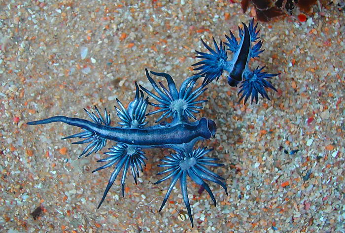 Glaucus atlanticus - моллюск глаукус