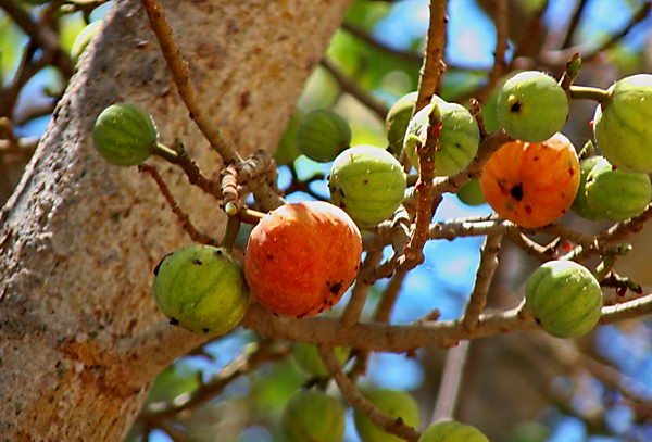 Сикомор  Ficus_sycomorus_04