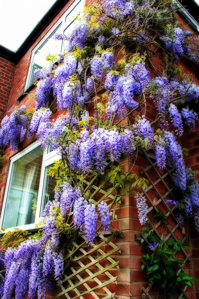   (Wisteria sinensis)