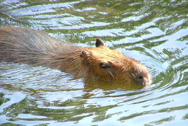 Капибара  Capybara_02