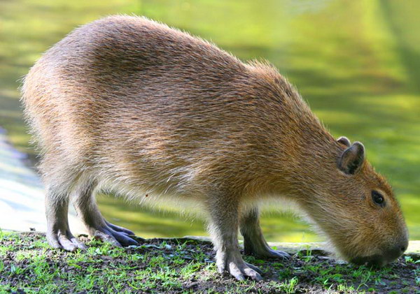 Капибара  Capybara_03