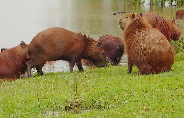 Капибара  Capybara_05