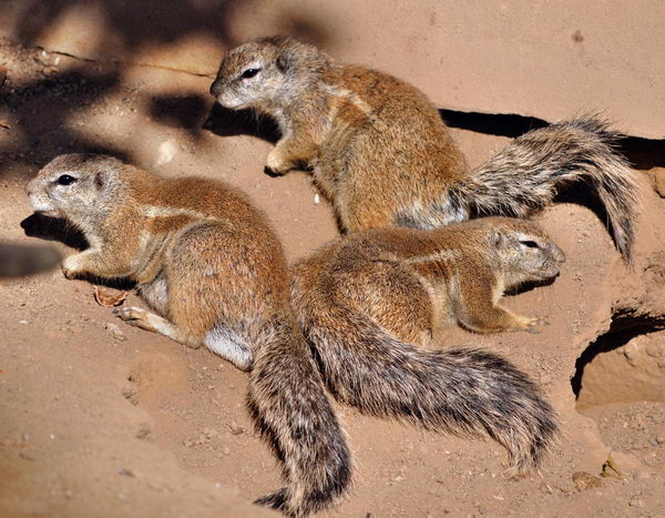 http://natureworld.ru/misc/rodents/ground_squirrel/gr_squirrel_05.jpg