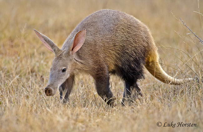 Африканский (капский) трубкозуб (Orycteropus afer)