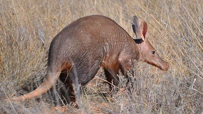 Африканский (капский) трубкозуб (Orycteropus afer)