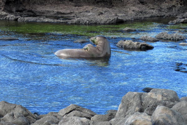 Гавайский тюлень-монах (Monachus Schauinslandi)
