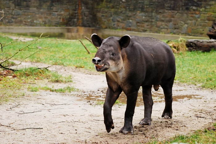 Центральноамериканский тапир (Tapirus bairdii)