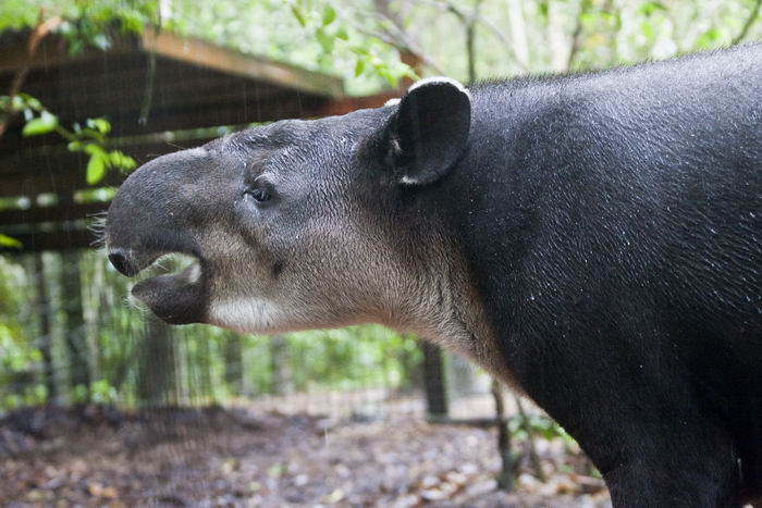 Центральноамериканский тапир (Tapirus bairdii)