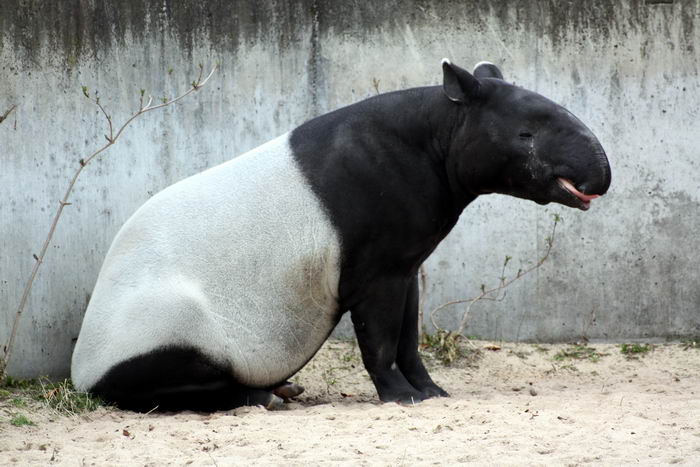 Чепрачный тапир (Tapirus indicus)