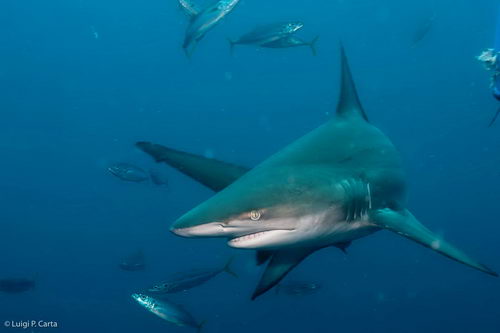 Редкий вид рифов акул - Чёрнопёрая (Carcharhinus limbatus)