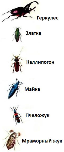 Несколько видов жуков - геркулес, златка, каллипогон, майка, пчеложук, мраморный жук
